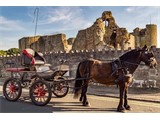 Listing image for Carriage Driving Tuition