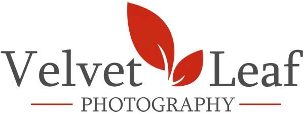 Velvet Leaf Photography